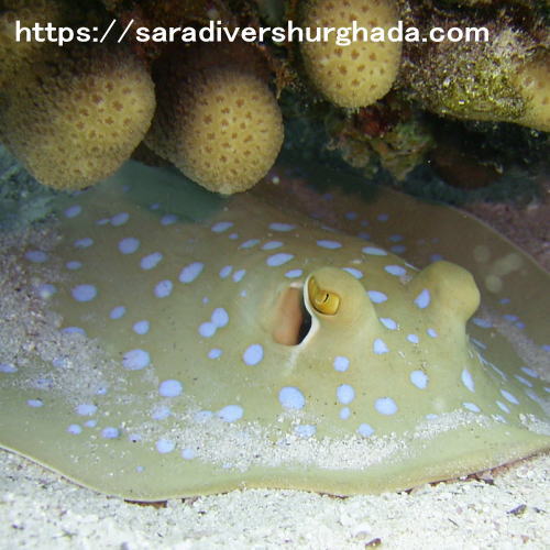 Nurkowanie sprawdzajace