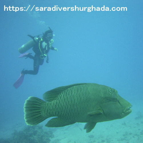 AdvancedOpenWaterCourse