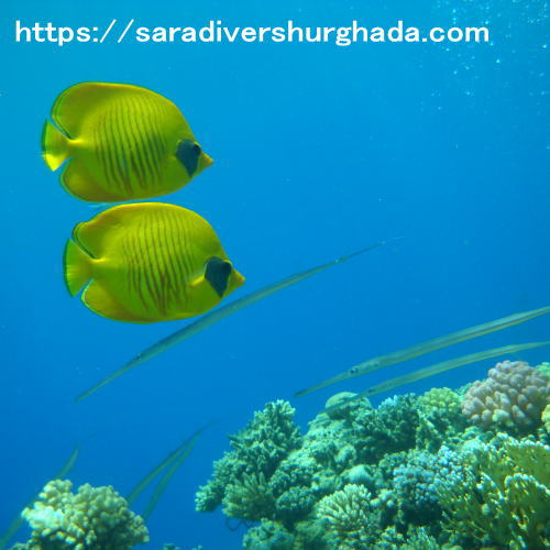 EmergencyFirstResponseKurs