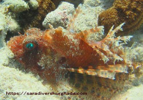 lionfish pic